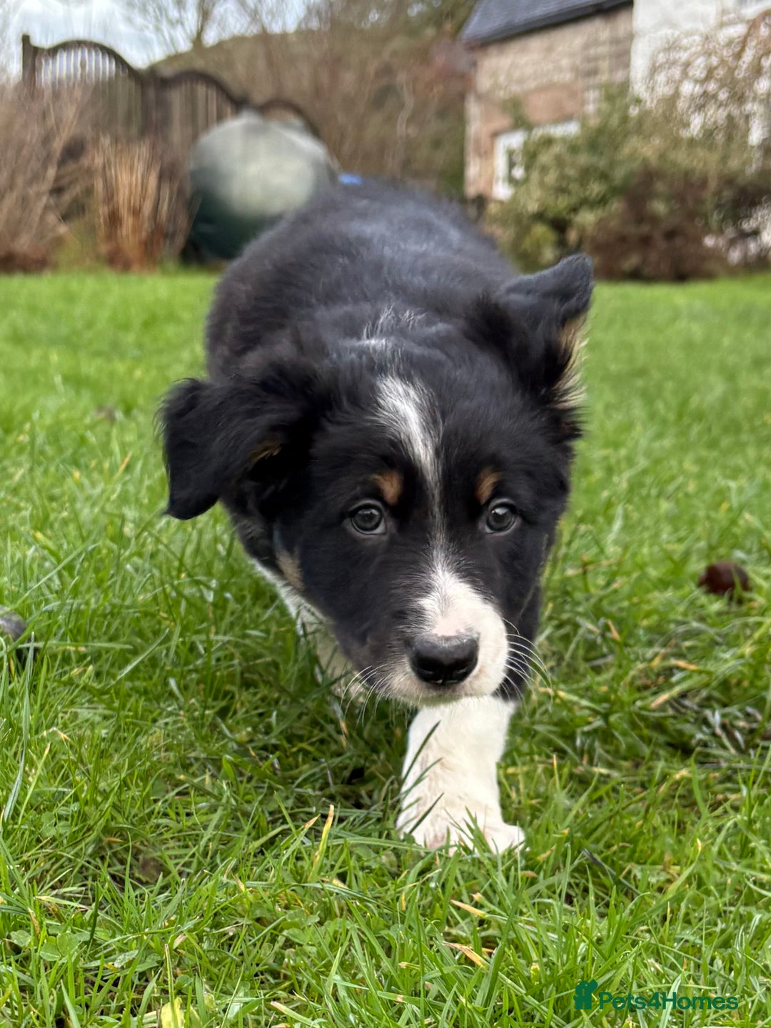 Border Collie dogs for sale: 🖤🤎2 Tri colour collies! 🖤🤎 - Advert 6