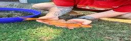 Koi Carp fish for sale: Japanese Koi Carp & Colourful Goldfish - 15 fish - Advert 8