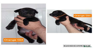 Staffordshire Bull Terrier dogs 3 Stunning, Chunky KC SBT'S - Advert 8