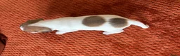 Jack Russell dogs for sale: Jack Russell Puppies - Girls - Advert 7