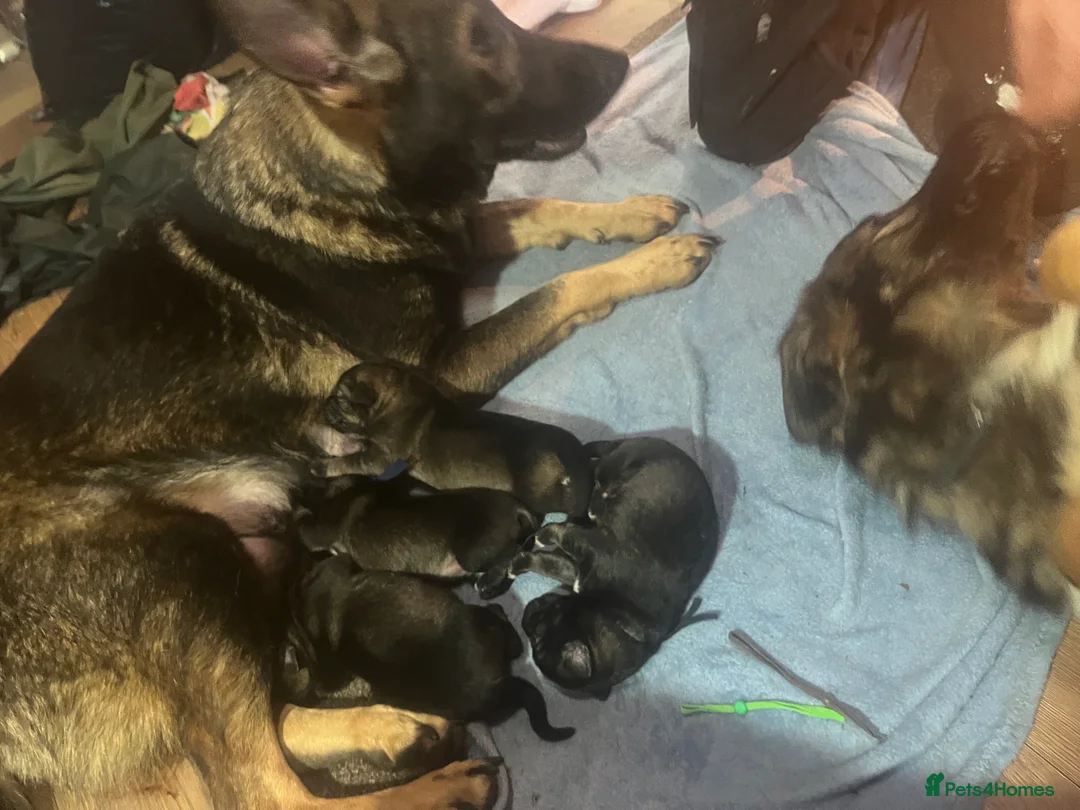 Mixed Breed dogs for sale: Shollies puppies - Advert 11