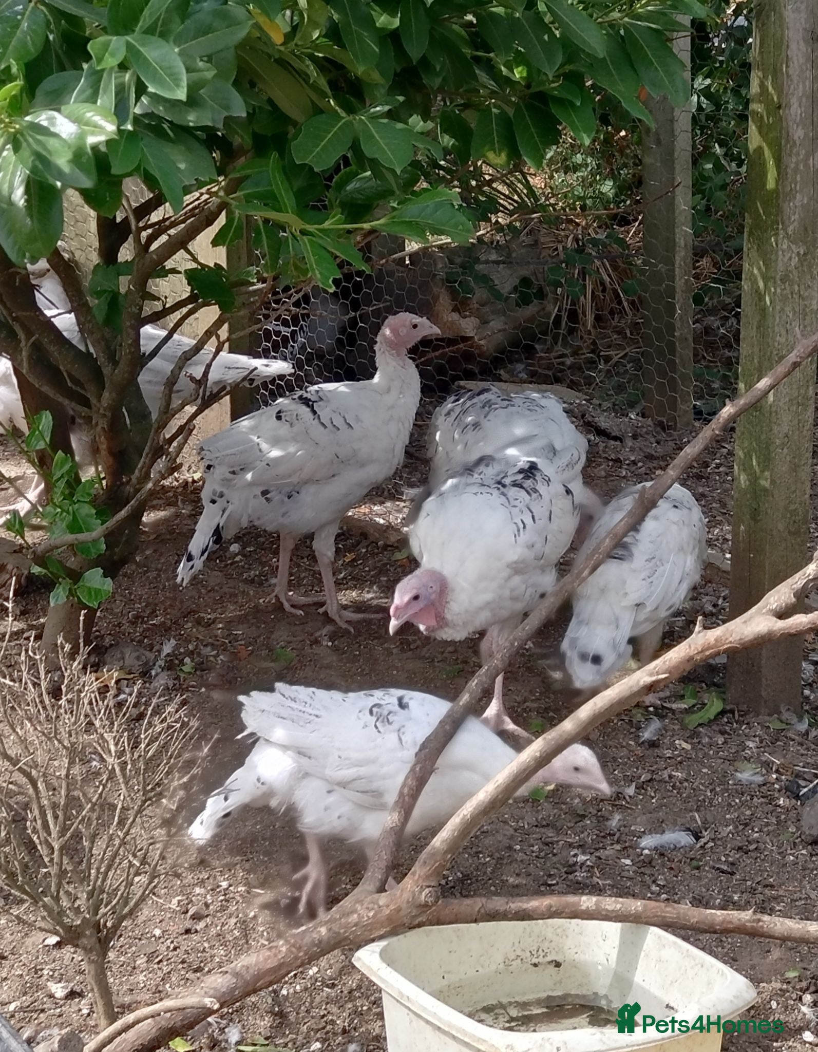 Mixed Breed poultry Crollwitzer turkey poults/cockerels/pullets - Advert 2