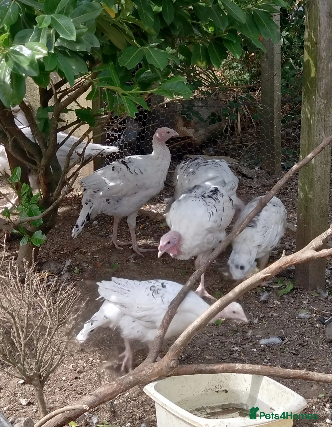 Mixed Breed poultry for sale: Crollwitzer turkey poults/cockerels/pullets - Advert 1