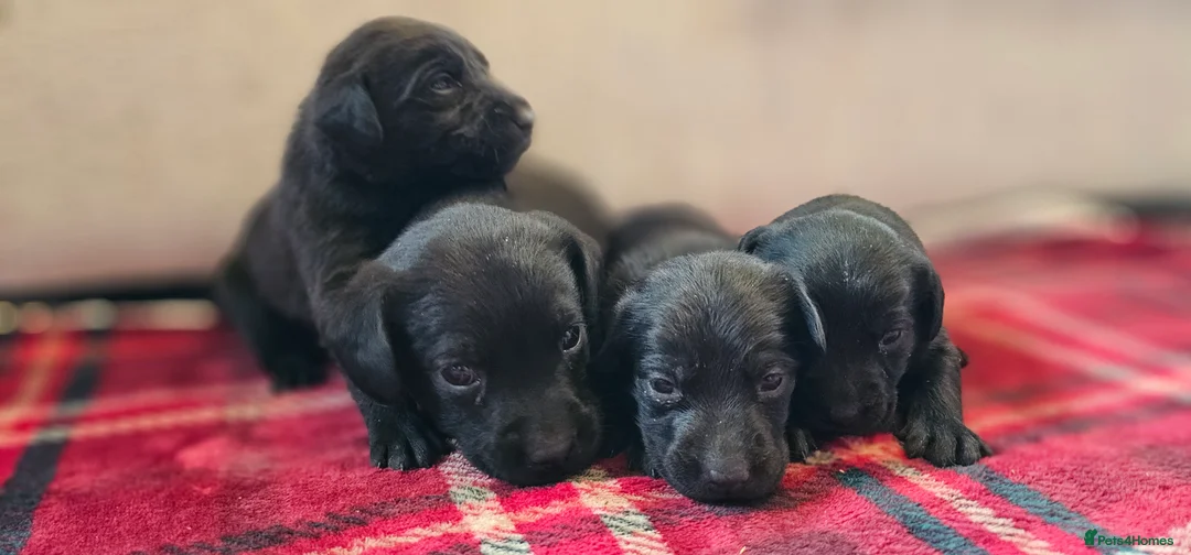 Labrador Retriever dogs for sale: 8 BEAUTIFUL KCREG LABRADORS. HEALTH TESTED PARENTS - Advert 15