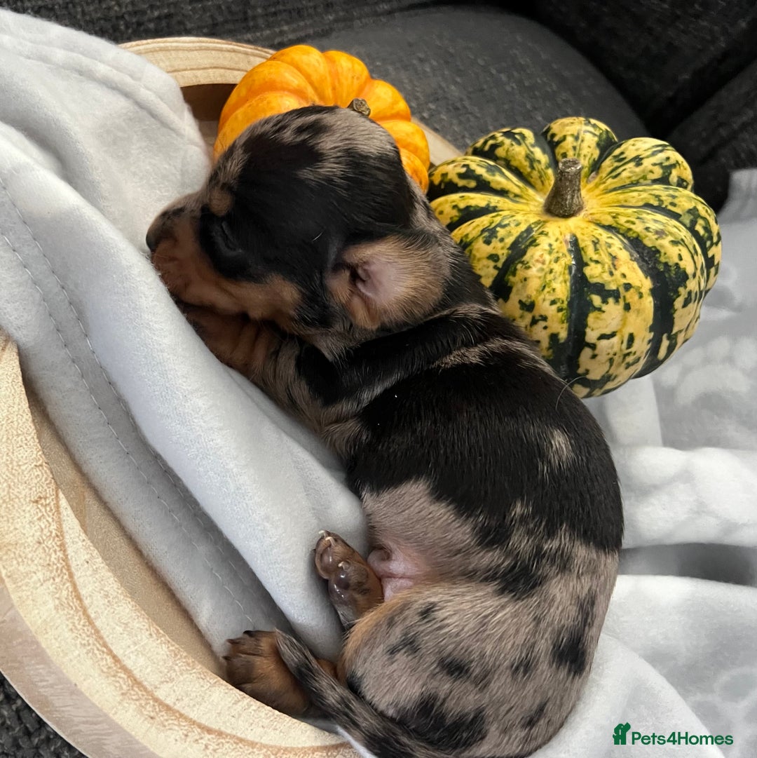 Miniature Dachshund dogs for sale: REDUCED One female stunning miniature dachshund - Advert 2