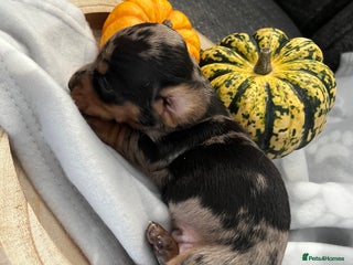 Miniature Dachshund dogs - Advert 7