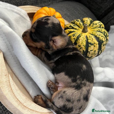 Miniature Dachshund dogs - Advert 9