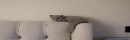 British Shorthair cats for sale: Adorable Silver British Shorthair Kitten for sale  in Dereham - Advert 10