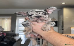 French Bulldog dogs for sale: 🤍READY TO LEAVE 🤍 French bulldog puppies 🤍 - Image 16