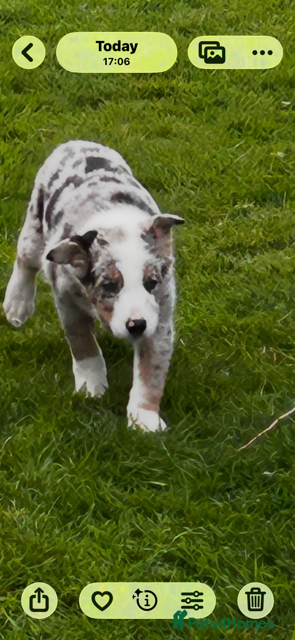 Border Collie dogs Super border collie blue Merle pups for sale - Advert 2