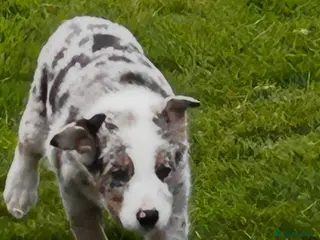 Border Collie dogs Super border collie blue Merle pups for sale - Advert 2