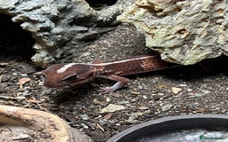 Gecko reptiles for sale: African fat tail gecko  - Image 3