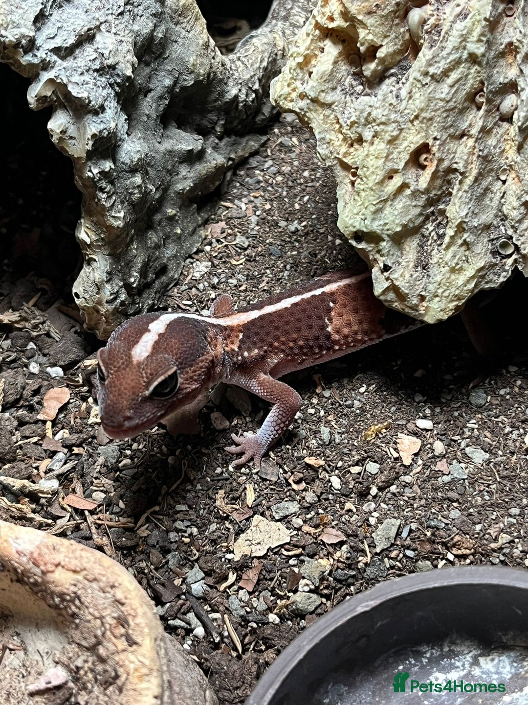 Gecko reptiles for sale: African fat tail gecko  - Image 3
