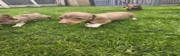 Miniature Dachshund dogs for sale: K.C Miniature Dachshunds Isabella Dapple PRA clear - Advert 7