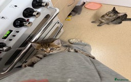 Domestic Shorthair cats for sale: Adorable, playful kitties ready for their homes - Image 13