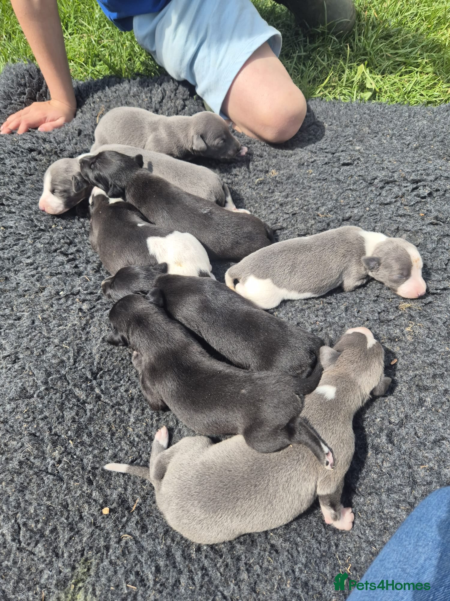 Whippet dogs for sale: Summer’s lovely puppies  in North Tawton - Advert 19