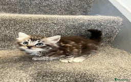 Maine Coon cats for sale: 3/4 Maine coon x kittens - Image 6