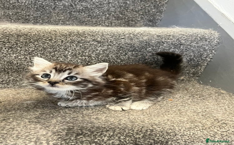Maine Coon cats - Advert 12