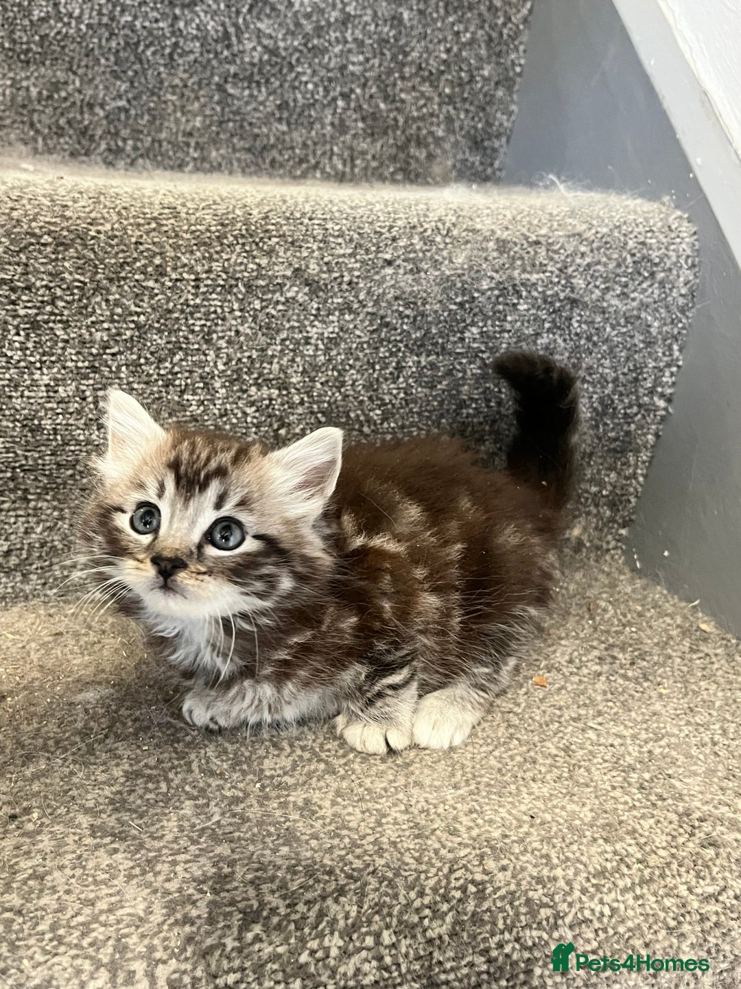 Maine Coon cats for sale: 3/4 Maine coon x kittens - Image 6