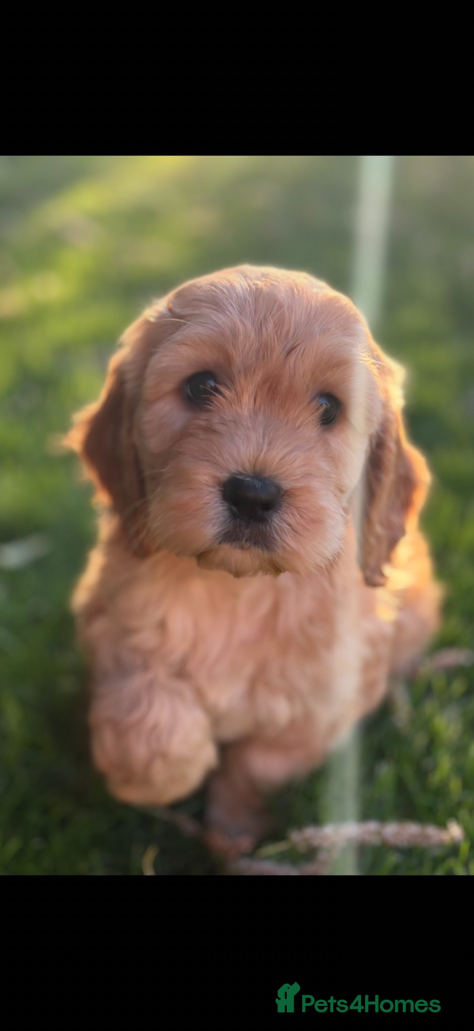 Cavapoo dogs 🤍 MALES AND FEMALES READY TO LEAVE 🤍 - Advert 1