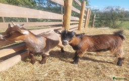 Goats livestock for sale: Pygmy Goat Nanny Kids x2 - Image 2