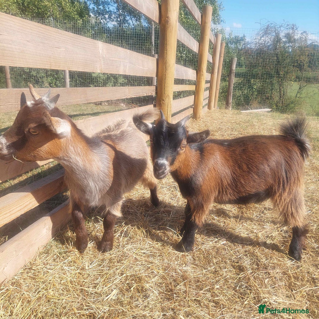 Goats livestock for sale: Pygmy Goat Nanny Kids x2 - Image 2