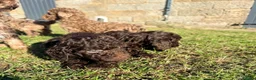 Miniature Poodle dogs for sale: Gorgeous Miniature Poodle Pups - Advert 8