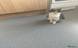 Mixed Breed cats for sale: Sweet kittens  - Image 1