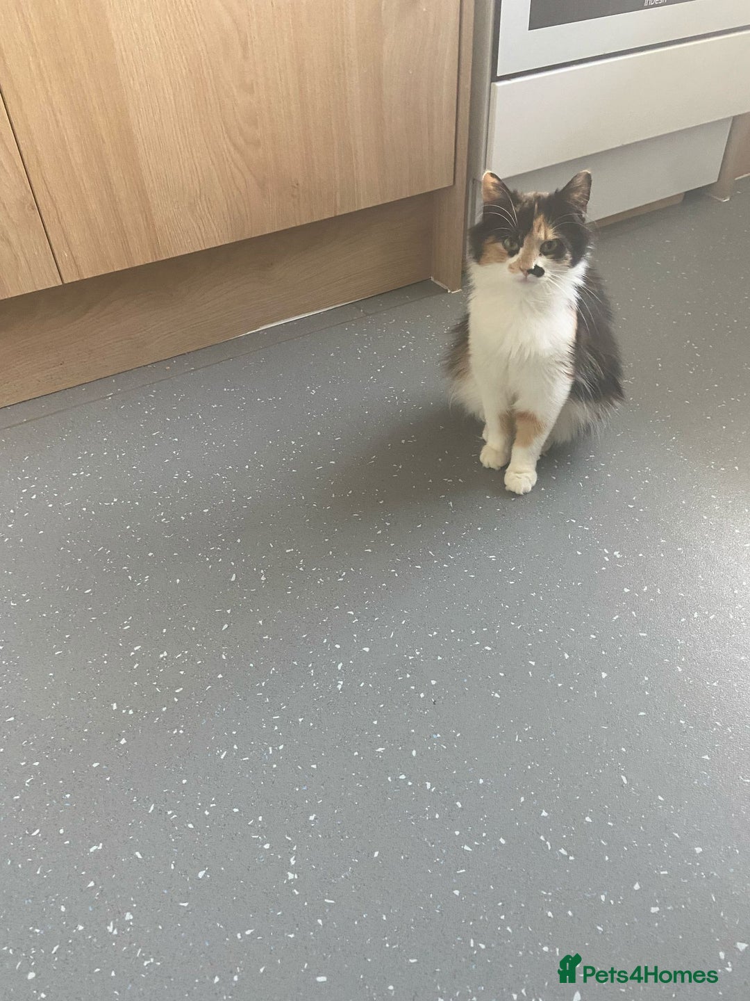 Mixed Breed cats for sale: Sweet kittens  - Image 1