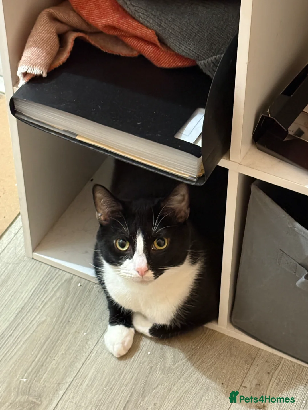 British Shorthair cats for sale: Milo needs rehoming  in London - Advert 2