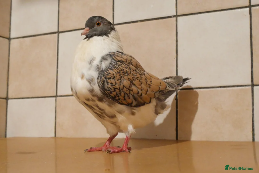 Pigeons birds for sale: English Modena  in Leeds - Advert 3