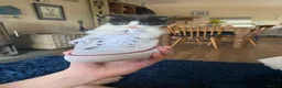 Ragdoll cats for sale: Ragdoll kittens - Advert 6