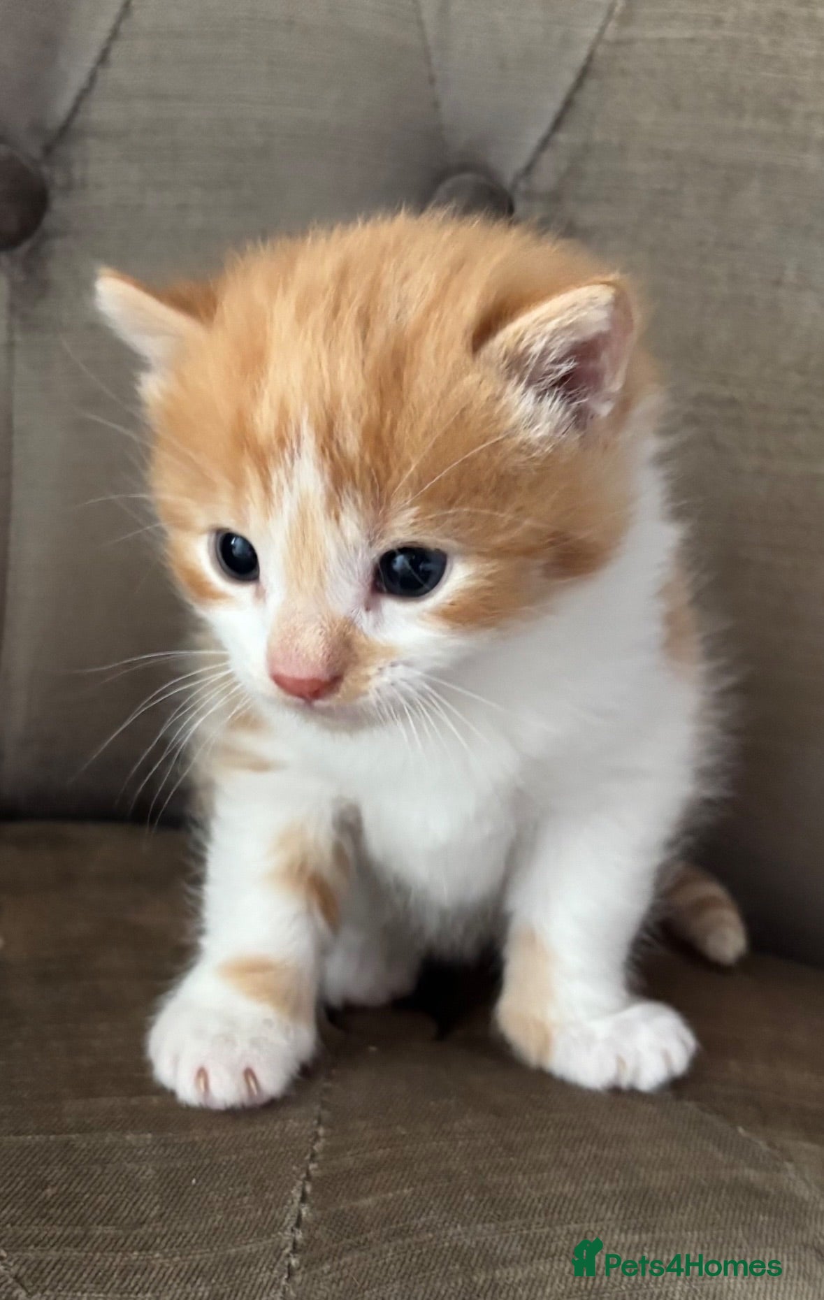 Mixed Breed cats for sale: Kittens stunning mainecoonxbengal ready today 🐈💖 - Advert 1