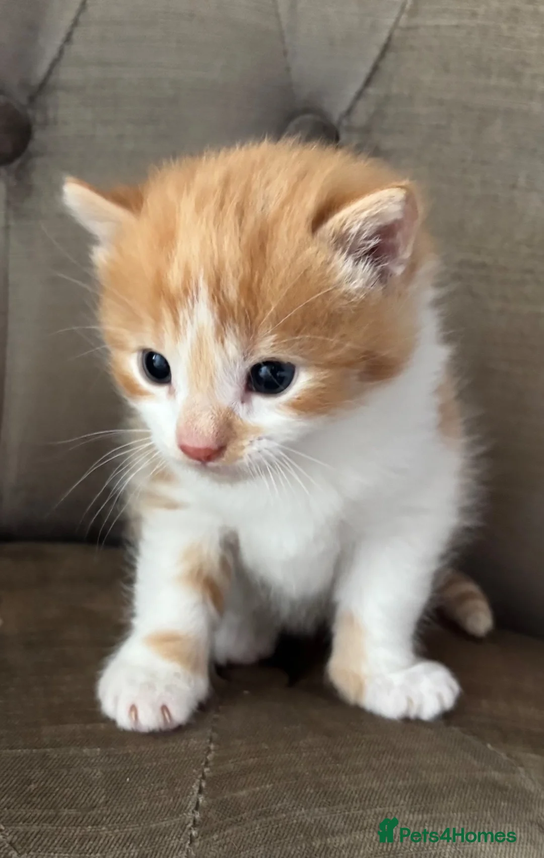 Mixed Breed cats for sale: Kittens stunning mainecoonxbengal ready today 🐈💖 - Advert 1