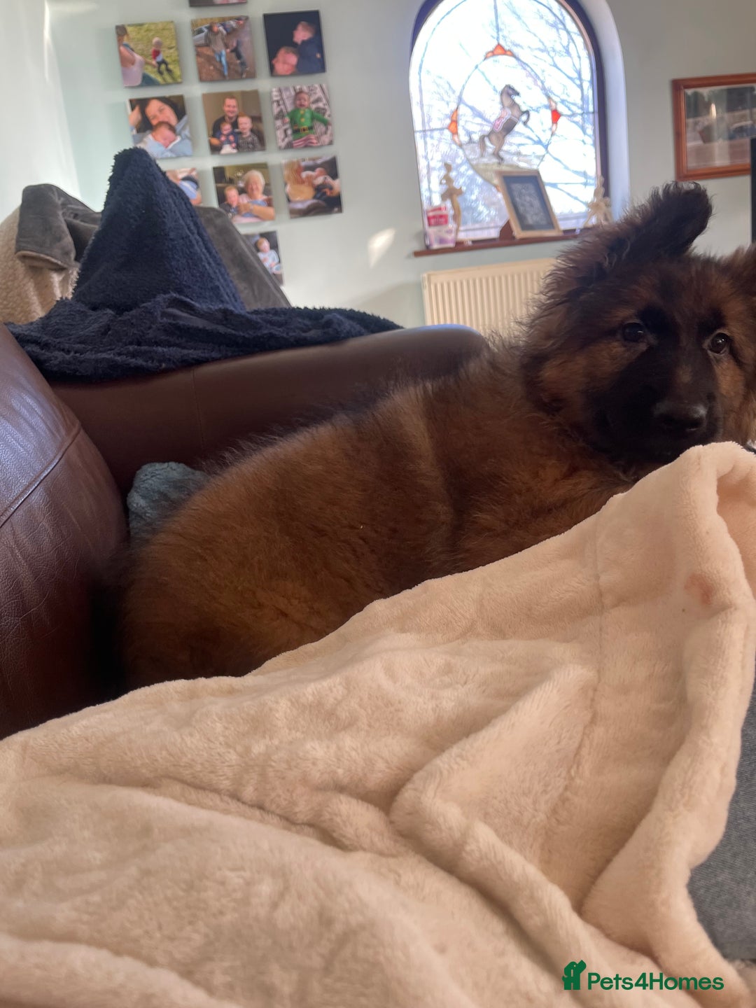 German Shepherd dogs for sale: German Shepherd MALE - Huge  - Advert 33