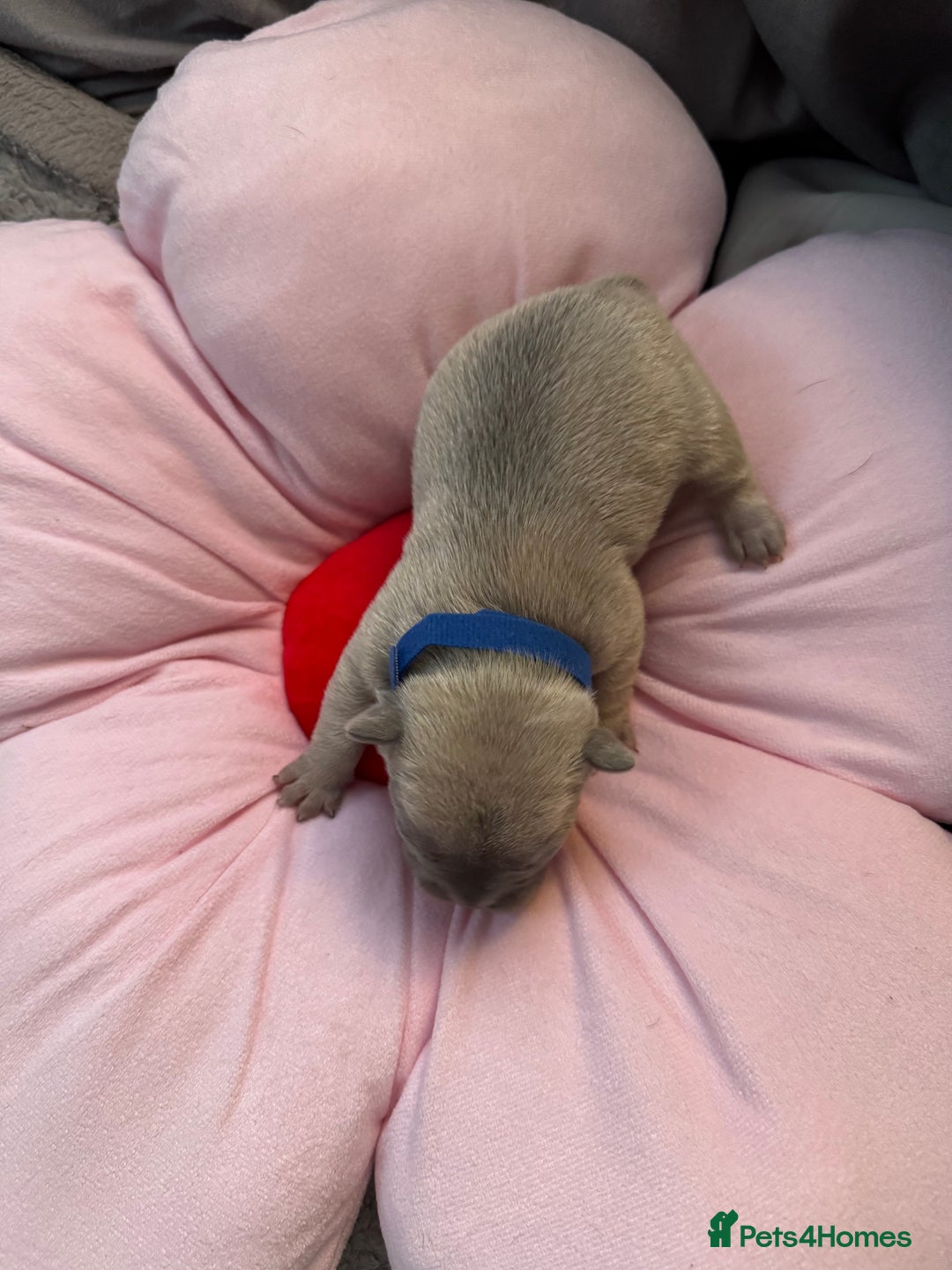 French Bulldog dogs for sale: 🎉 New years pups 🎉 7 adorable French bulldog pup - Advert 5