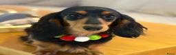 Miniature Dachshund dogs for sale: Lovey miniature dachshund boy - Advert 8