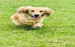 Miniature Dachshund dogs for sale: Reservation list now open! - Image 4