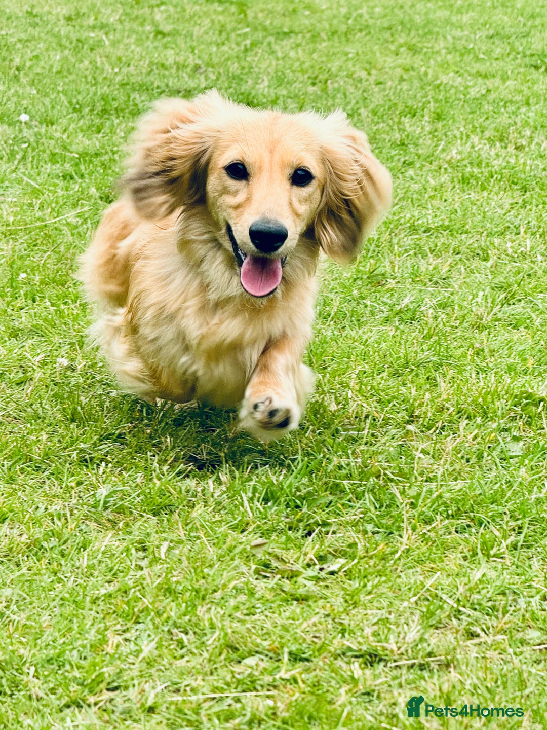 Miniature Dachshund dogs for sale: Reservation list now open! - Image 4