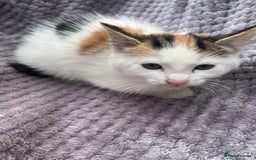 Mixed Breed cats for sale: Adorable kittens and mother looking for a new home - Image 4