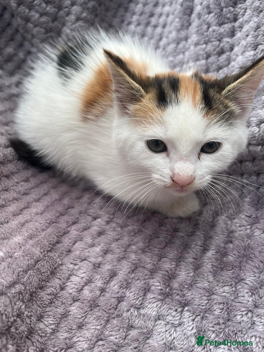 Mixed Breed cats for sale: Adorable kittens and mother looking for a new home - Image 4