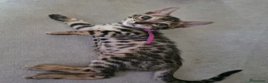 AZULA - Brown female