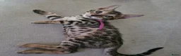 Bengal cats for sale: Only 1 Remaining! TICA Health Tested Kittens - Advert 5