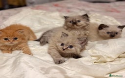 Mixed Breed cats for sale: Ragdoll X Persian kittens  - Image 20
