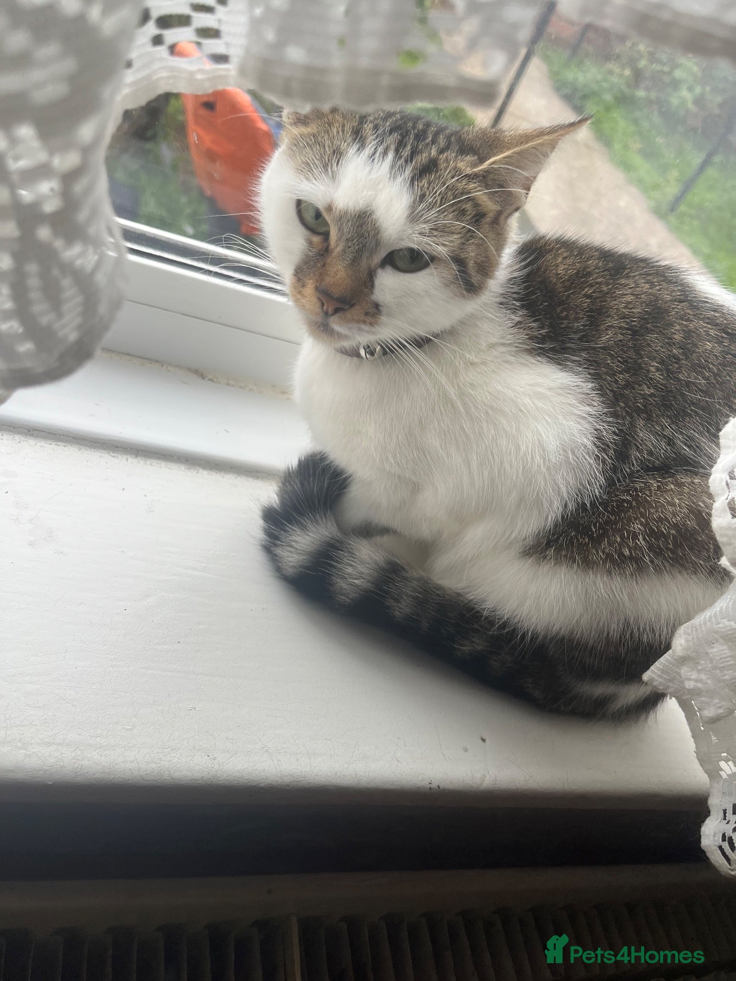 Mixed Breed cats 2 female and 1 male cat for sale  - Advert 17