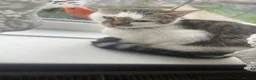 Mixed Breed cats for sale: 2 female and 1 male cat for sale  - Advert 1