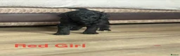 Goldendoodle dogs for sale: 🐾 GORGEOUS GOLDENDOODLE PUPPIES  - Advert 11