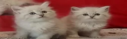 Siberian cats for sale: GCCF Registered Siberian Kitten For Sale  - Advert 5