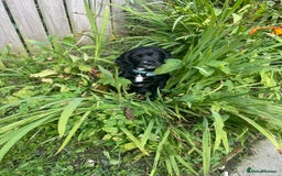 Cocker Spaniel dogs for sale: cocker spaniel  - Image 2