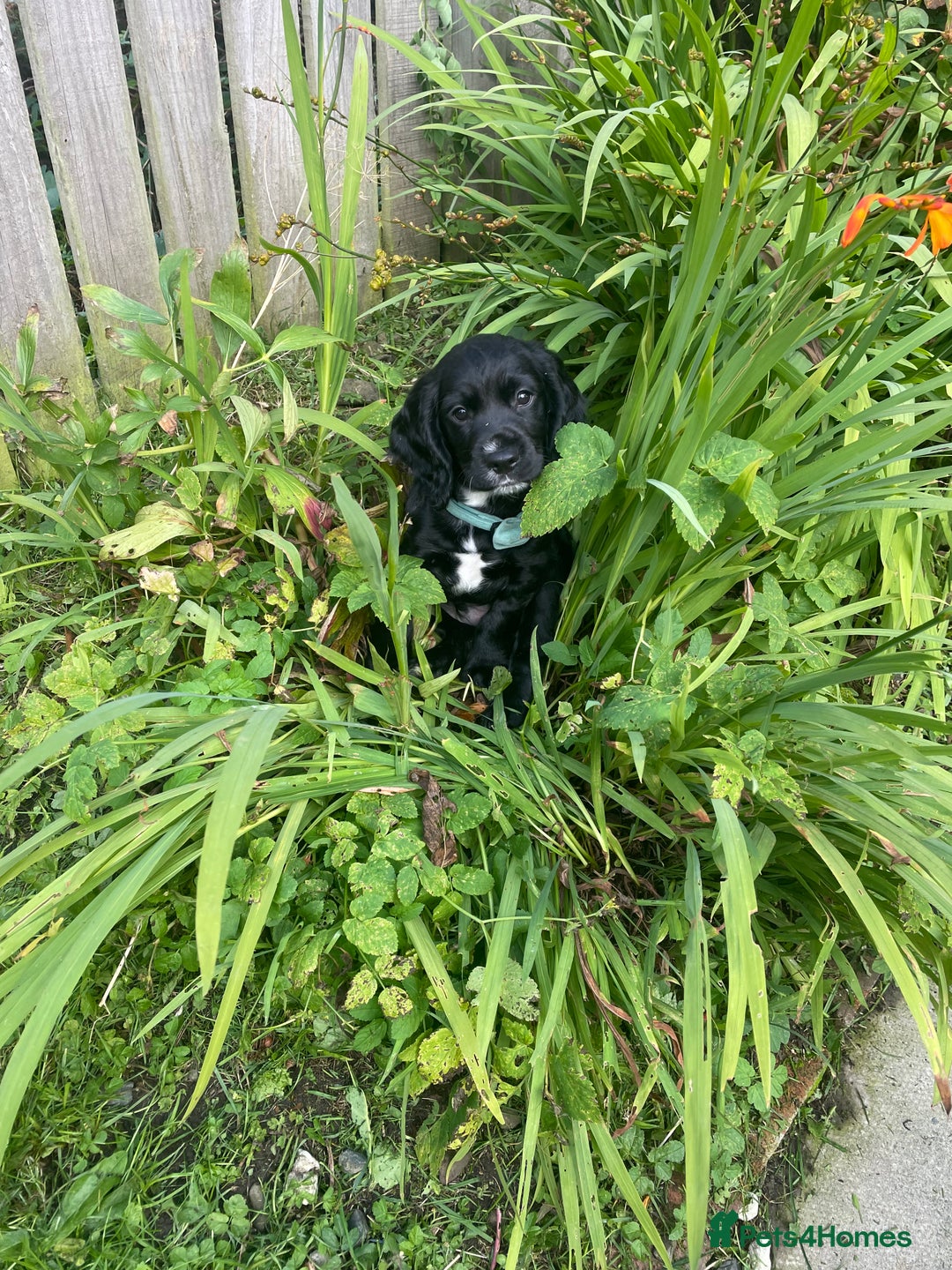 Cocker Spaniel dogs for sale: cocker spaniel  - Image 2